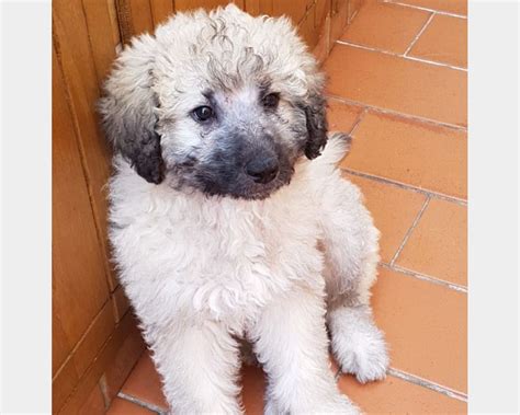 cuccioli in regalo mantova|Cani da Adottare a Mantova .